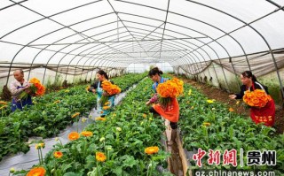 花卉在线运营模式，花卉在线运营模式有哪些